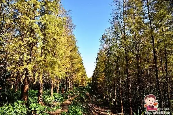 隱藏版的夢幻落羽松祕境，就像是在森林裡面，不是在八德哦!!