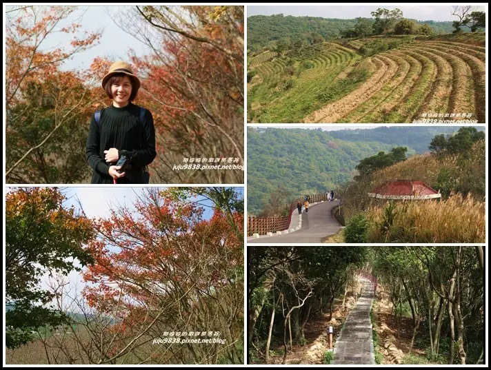桃園楊梅。秀才登山步道。茶園。芒花。楓紅。落羽松盡是好風景