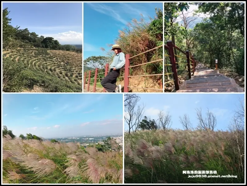 桃園楊梅。賞芒秘境秀才登山步道｜茶園景觀也無敵美