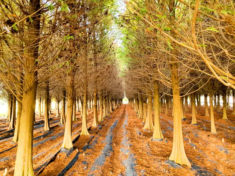 【台南秘境】台南六甲 落羽松森林 森呼吸 輕旅行散步地圖 免費參觀