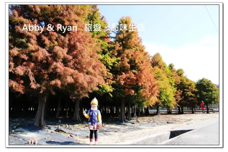 【台南六甲景點】六甲菁埔埤落羽松/林鳳營落羽松秘境～寒流來襲落羽松都紅囉！