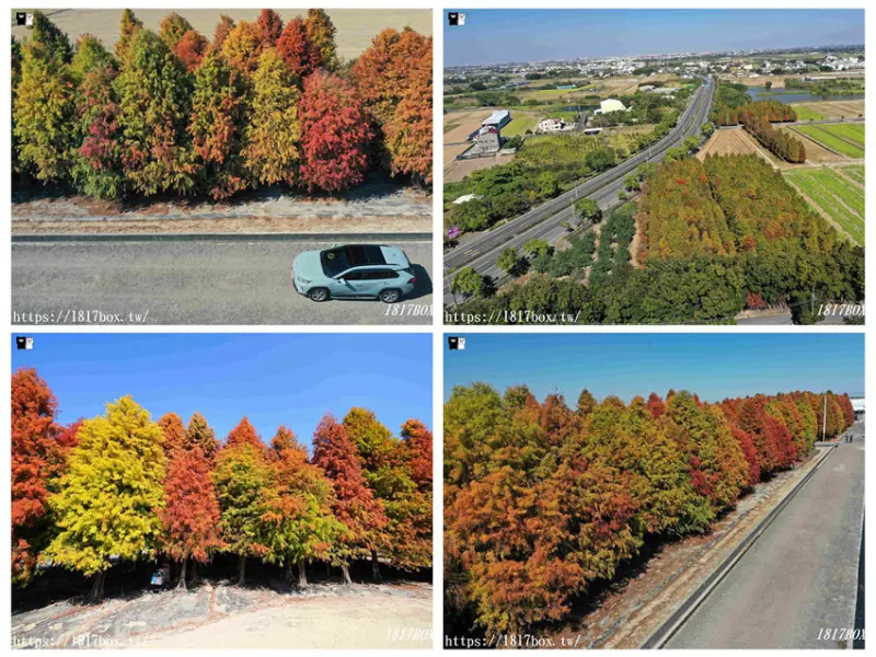 【台南。六甲】落羽松森林。漸層繽紛。彷彿走進明信片風景裡 @1817BOX部落格