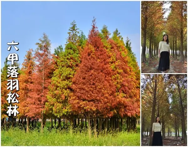 【台南六甲】六甲落羽松秘境，台南版冬季戀歌，韓風美拍好浪漫。六甲媽祖廟前小吃勿錯過。