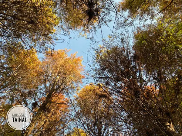 ∥台南/遊．六甲∥ 菁埔埤落羽松 ๑南台灣就有！落羽松秘境