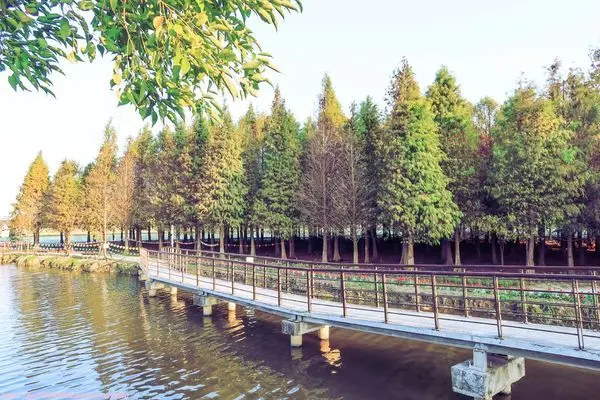 台南六甲景點│六甲落羽松森林│親子戶外踩點好去處！