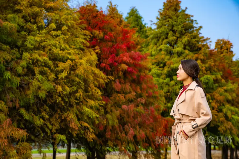 【六甲景點】台南六甲落羽松秘境，這個位置拍照最漂亮，收藏菁埔的美