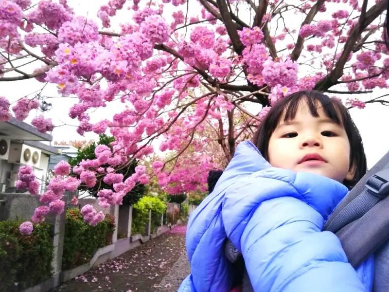社頭景點-崙雅國小|媲美櫻花的紅花風鈴木，打造出屬於自己浪漫的頁面吧！ - 愛伊特candy的分享樂園