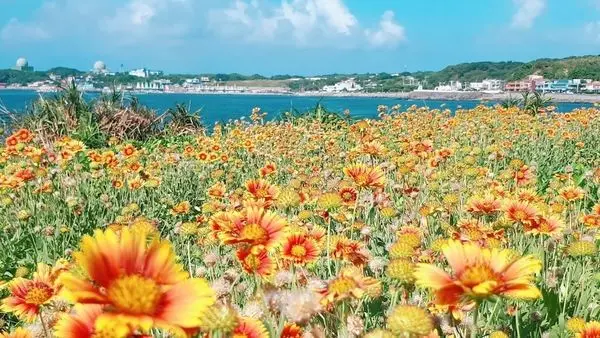 【米詩堤極北藍點】北海岸超美的海景咖啡館/銅版價就可以吃到好吃美味的甜點/國境之北親臨藍色海洋/北海岸最佳中繼休憩站