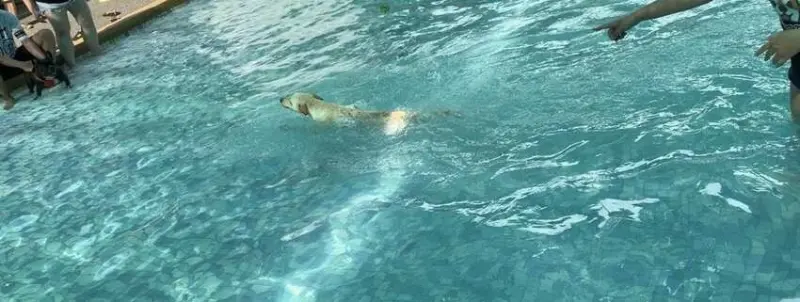 毛小孩專屬。寵物友善餐廳，餐點美味，超大空間讓毛孩奔跑，還有寵物游泳池。台中美食~丹尼的吃喝玩樂~