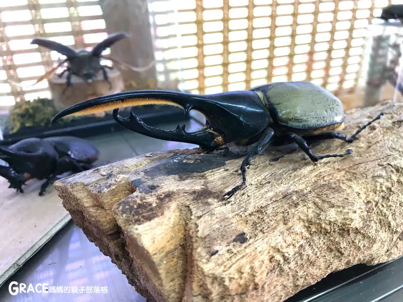 住宿#一家三口看甲蟲到宜蘭【鳳凰宿甲蟲生態民宿】1泊1食~! 夜宿小木屋、DIY檜木鑰匙圈、夜間生態導覽、甲蟲生態教育館(橫山頭食農2日遊)