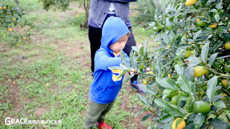 北部親子景點宜蘭》在地一甲子的【太陽埤果園】採金棗、親子DIY +【太陽湖畔咖啡館】看風景、美食小火鍋通通有!~(橫山頭農村再生2日遊)
