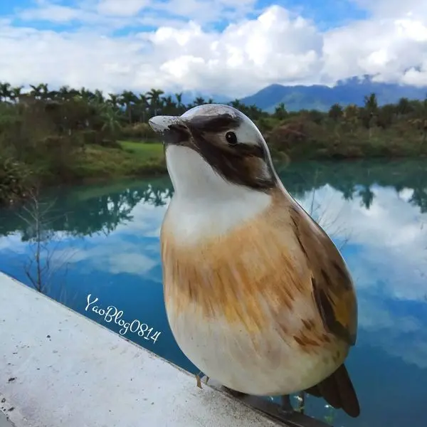 【花蓮壽豐│景點】雲山水＊夢幻湖與落羽松 吸收自然芬多精