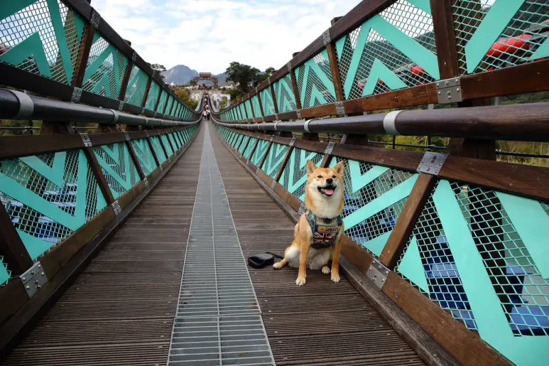 【遊。桃園】新溪口吊橋〜桃園新景點！全台最長吊橋，一個風景絕美，但耐力體力大考驗
