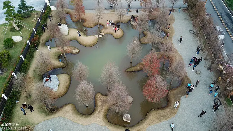 【雲林虎尾│景點】近虎尾糖廠，虎尾秘境落羽松，網美IG打卡熱點，特殊造景水池加分。青埔落羽松秘境