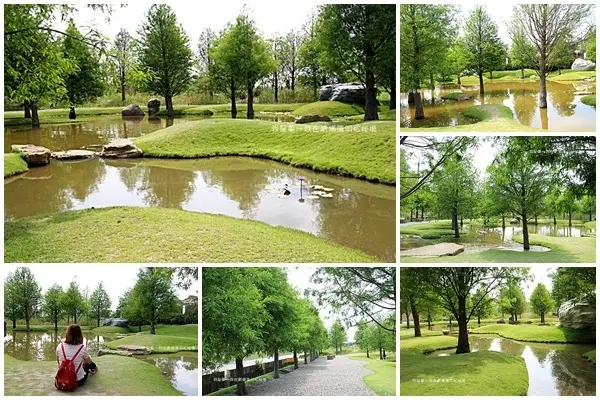 『雲林。青埔落羽松秘境』～打卡熱點／青綠色的落羽松也很美／私人土地