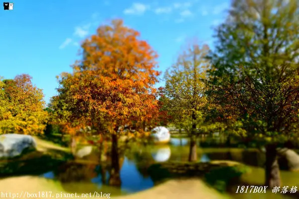 【雲林。虎尾】河畔旁青埔落羽松秘境。落羽松的倒影美如畫