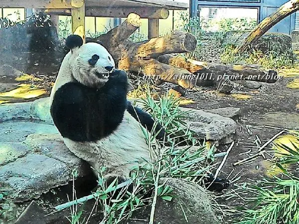 知識趣味兼具，大人小孩都喜歡!!  ..來去上野動物園~~              