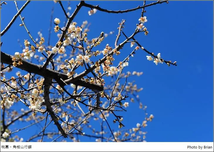 桃園角板山行館梅花季。梅花、櫻花、楓葉樣樣都有樣樣都不給力
