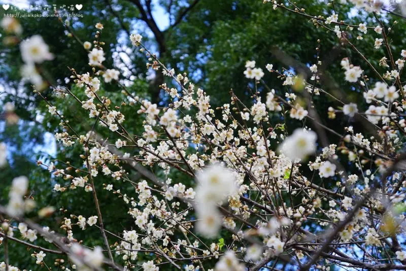 【桃園-復興區】2018角板山梅花季1/13-1/21