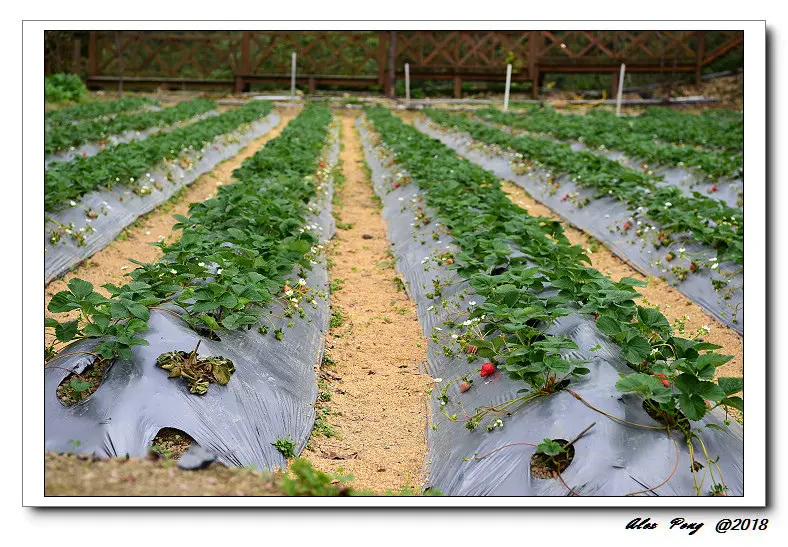 苗栗縣-泰安鄉-老街牛肉麵館+大湖鄉-菁田草莓園