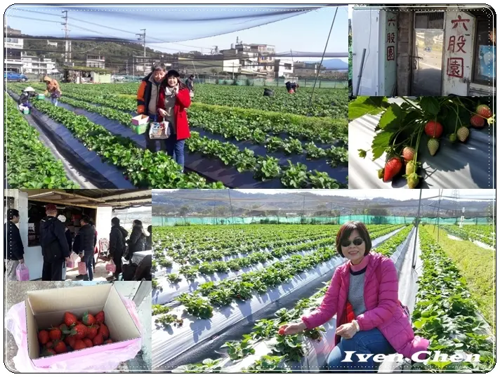 《新竹關西採果》107年元月假日趴趴走採果記之一『六股草莓玉米園』