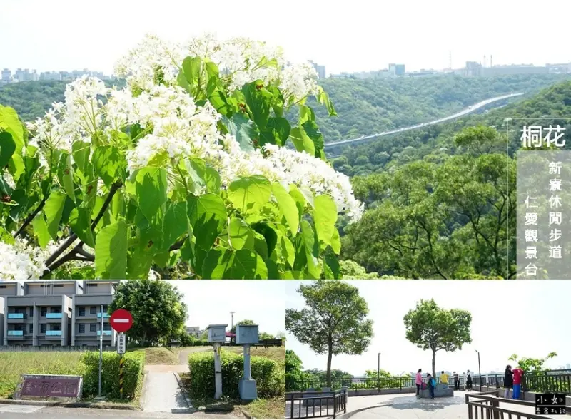 【林口步道】新寮休閒步道‧桐花季來了~就在新寮秘境觀景臺‧順遊仁愛路觀景臺！