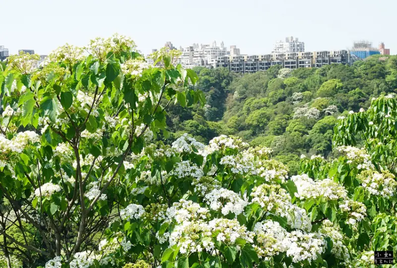 ▲新北林口桐花景點推薦：新寮休閒步道 /小如吾家札記 提供、WalkerLand窩客島整理