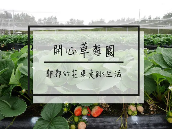 【花蓮遊記】鳳林開心草莓園~不泥濘親子一起站著採草莓