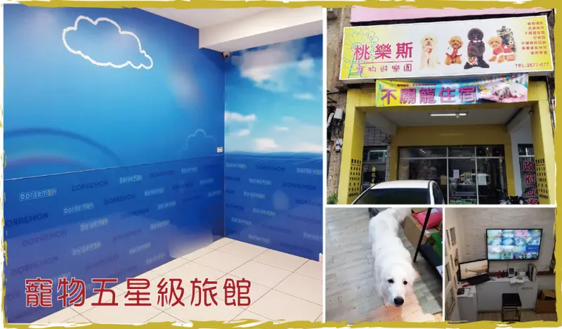 【台南寵物住宿】桃樂斯 寵物住宿｜不關籠寵物旅店｜給毛孩最舒適的住宿經驗｜貼心專業服務24小時攝影監控｜
