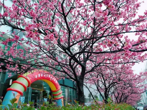 桃園賞櫻【林口龜山櫻花秘境/家芬豆花】2018/2/1最新花況/禾聯家電福利品特賣會/林口龜山排隊必吃美食