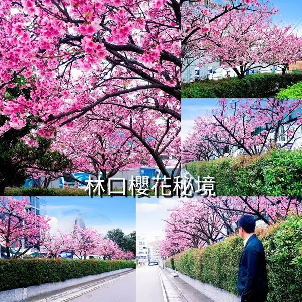 【林口櫻花秘境】桃園最佳賞櫻步道/一整排的櫻花同時盛開美極了/2019/2/8最新花況分享