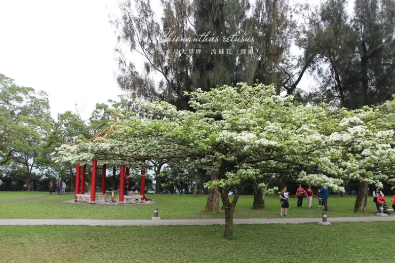 浪漫四月雪花季！2019石門大草坪流蘇花盛開