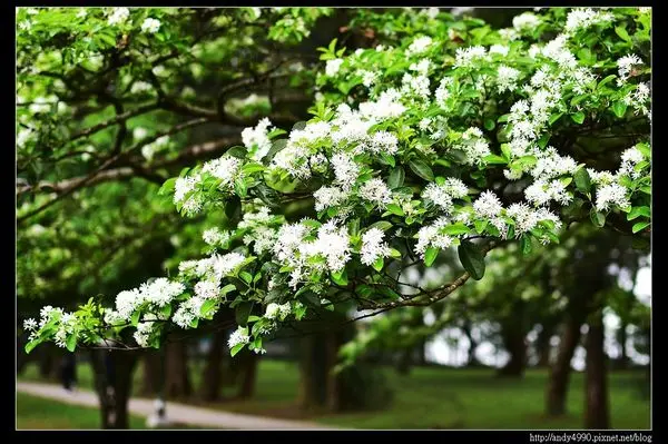 20160417石管局大草坪流蘇