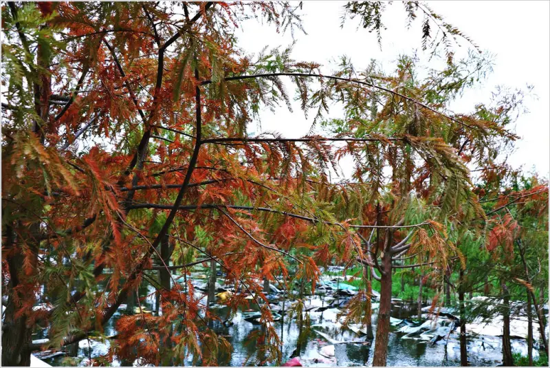 【台中‧西屯】中科落羽松‧水中賞景 感受不同紅綠相交的落羽松