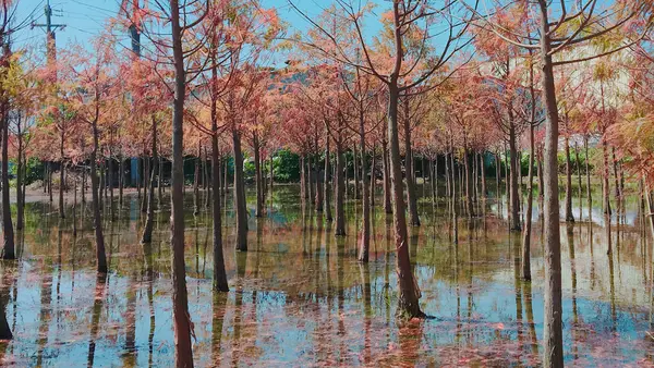 【中科落羽松秘境】2018台中最夯景點/美的像一幅畫/台中最美落羽松步道