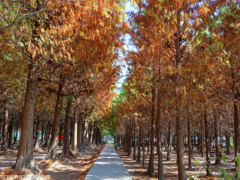 【台中-西屯區】2019中科落羽松