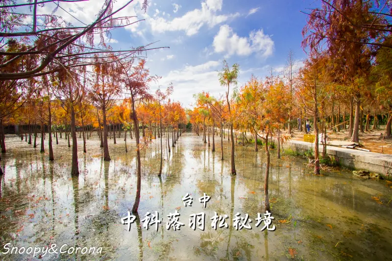 【玩樂．台中】台中落羽松秘境／中科落羽松～綜合水陸兩種版本，拍出絕美網紅照