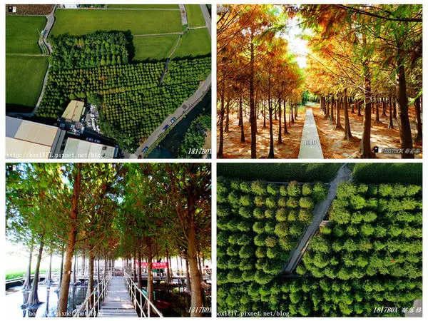 【台中。西屯】中科落羽松轉紅了。水陸落羽松浪漫登場