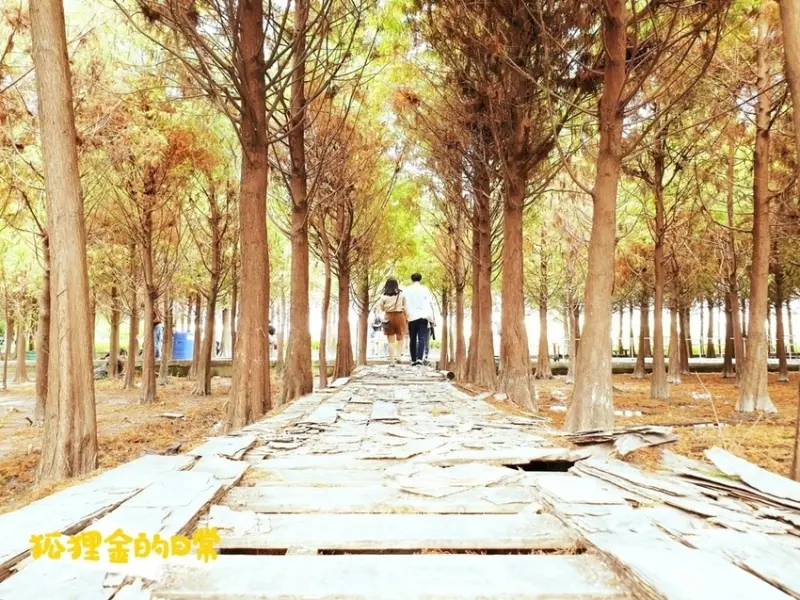 台中景點 │ 中科落羽松 怎麼拍都美IG打卡景點 獨特水中落羽松 畢業照、婚紗照、網美照熱門景點 台中在地小吃美食景點一日遊規劃