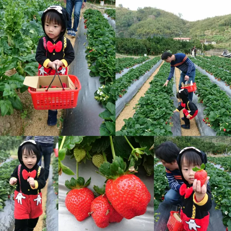 苗栗大湖~威哥草莓園~吉園圃認證觀光草莓園~自己動手採草莓好吃好玩好有趣~              