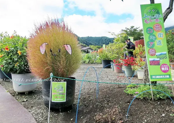 河口湖自然生活館 / 花街道 / 桔梗屋 / 懷舊巴士紅線