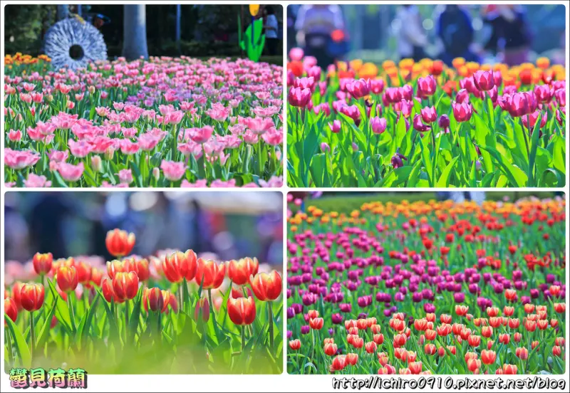 [賞花]【淡水線士林站】2018士林官邸「遇見荷蘭」鬱金香展。3萬株花海繽紛綻放(2018.02.15即時花況)│宛如置身荷蘭│春節走春首選地點│IG.FB打卡熱門景點│怎麼去/交通/捷運/花況/展期