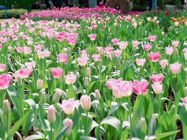 【2018士林官邸鬱金香展－鬱見荷蘭】台北免費賞花/2018/2/13最新花況/春節旅遊最佳去處