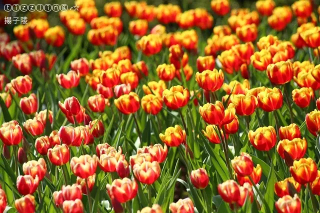 2018士林官邸鬱金香展&新年新氣象。幸福鬱見你～