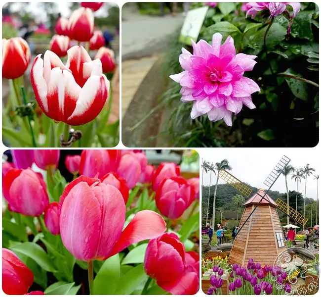 免費入場 ▋2018士林官邸鬱金香展【遇見荷蘭】賞花免出國，融入荷蘭元素風車、木鞋、西式庭園