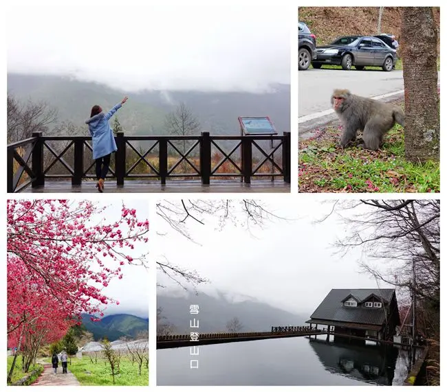 武陵農場景點 ▶ 雪山登山口、觀魚台 ▶ 2018武陵農場櫻花季順遊景點 武陵農場內也有野生獼猴