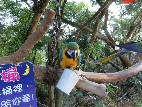 ［南投市］星月天空-猴探井景觀餐廳，來看羊駝、浣熊等可愛小動物，門票只要100元