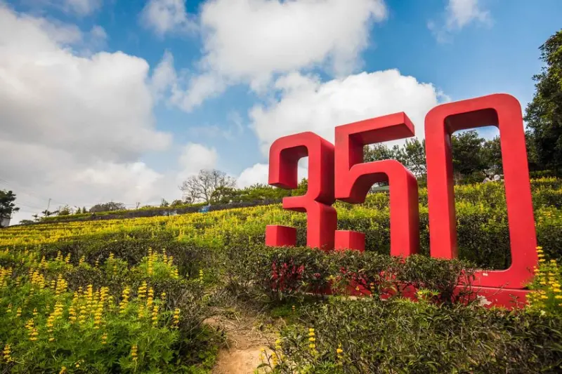 [桃園龍潭]一年一度金黃花漾盛宴！2020戀戀魯冰花季！龍潭大北坑休閒農業區 - 大手牽小手。玩樂趣