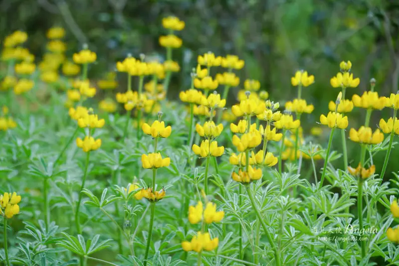 來龍潭賞魯冰花正是時候 ! 大北坑魯冰花海整片正美麗 - 遇見天使~Angela