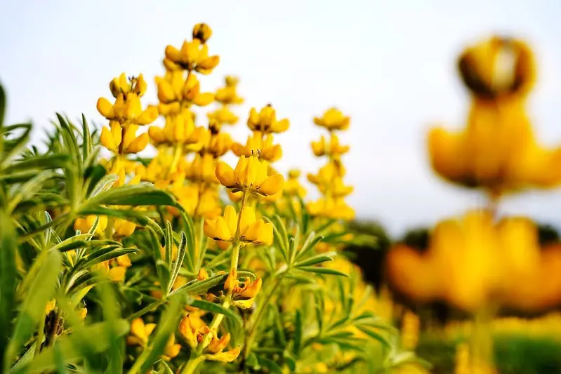 【台灣，桃園市，龍潭】2020戀戀魯冰花，大北坑休閒農業區金黃花海春意濃。（文內附展期與交通訊息）
